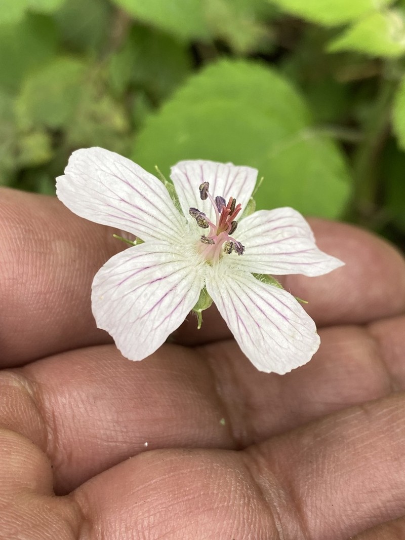 Geranium hernandesii photo 8