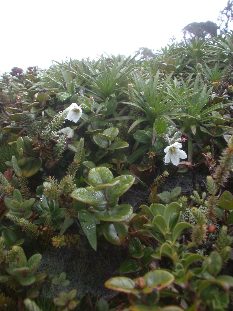 Nohoanu photo 2