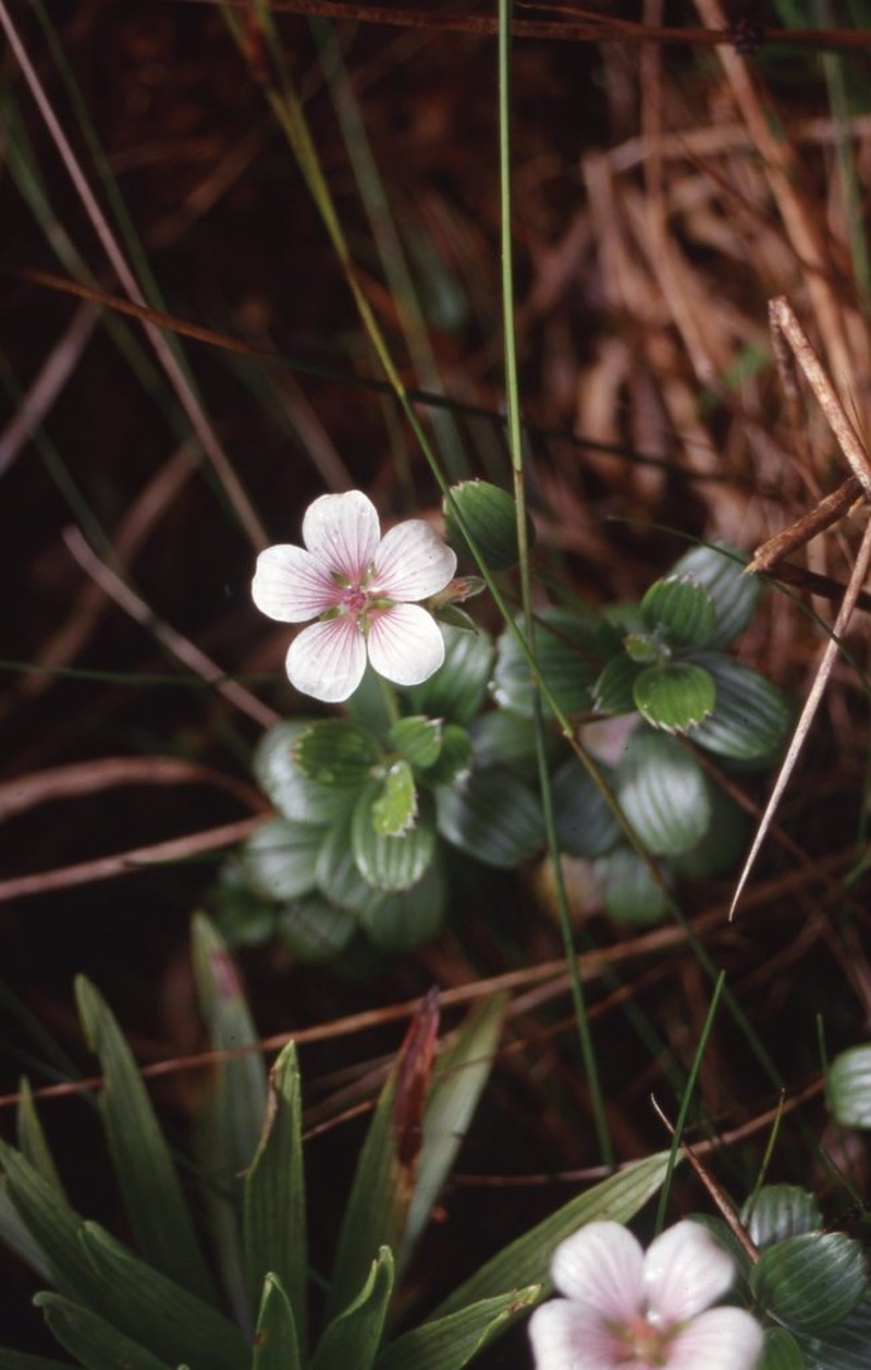 Nohoanu photo 4