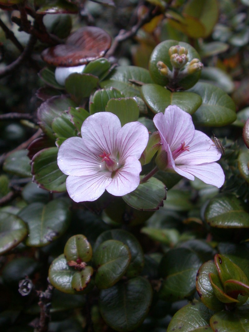 Nohoanu photo 6