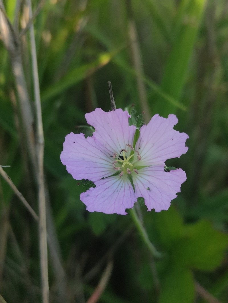 Geranium hispidissimum