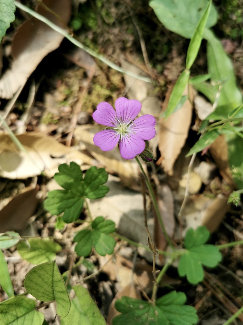 Geranium hispidissimum photo 2
