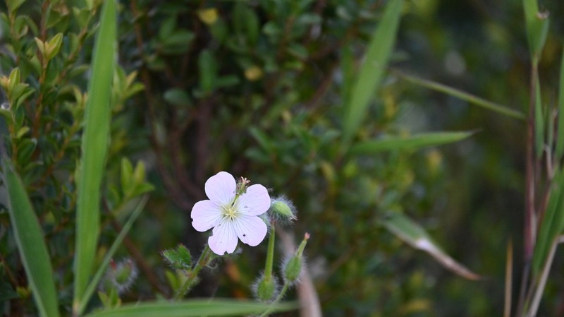 Geranium hispidissimum photo 3