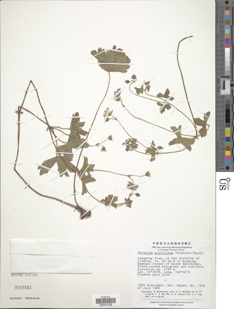 Geranium hispidissimum photo 4