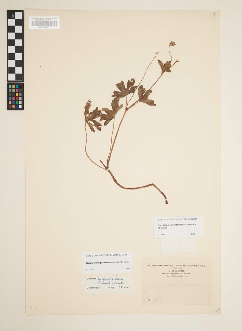 Geranium hispidissimum photo 5
