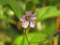 Geranium holosericeum