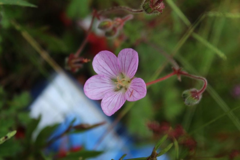 Geranium holosericeum photo 2