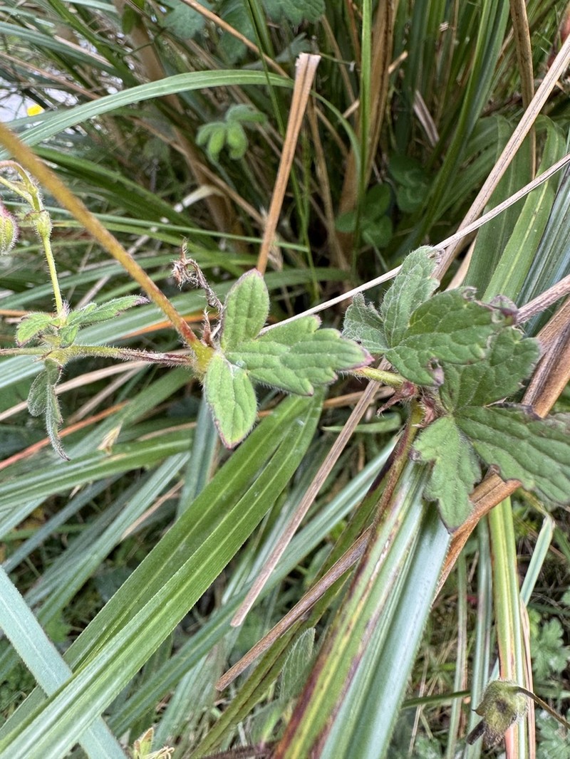 Geranium holosericeum photo 3