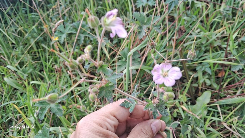 Geranium holosericeum photo 4