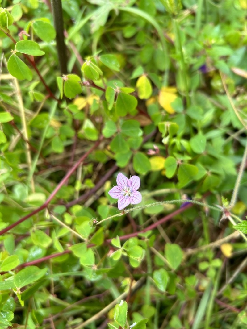 Geranium holosericeum photo 5