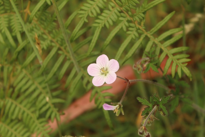 Geranium holosericeum photo 6