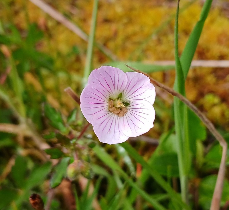 Geranium holosericeum photo 7