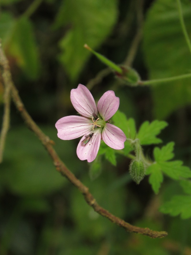 Geranium holosericeum photo 8