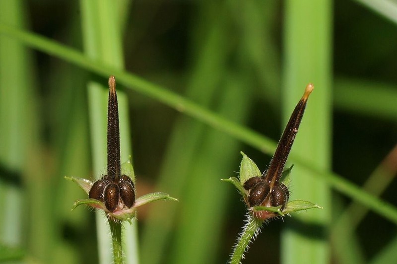 Australasian Geranium