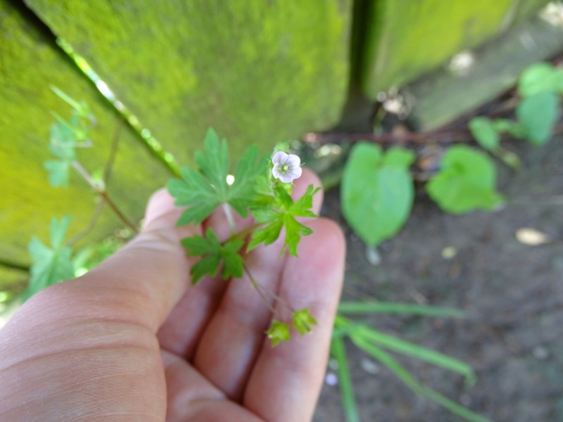 Australasian Geranium photo 2