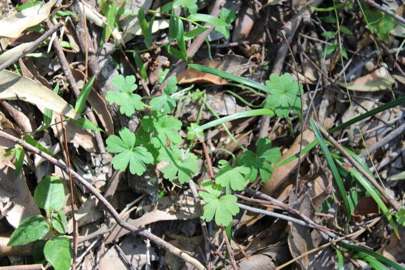 Australasian Geranium photo 3