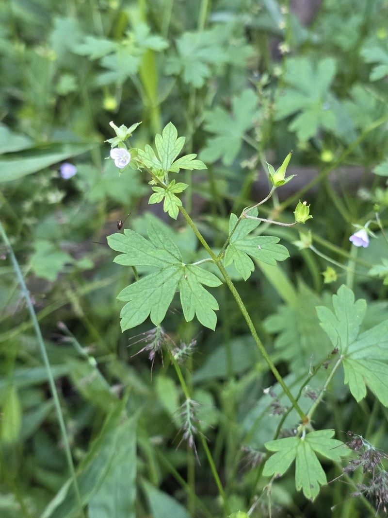 Australasian Geranium photo 4