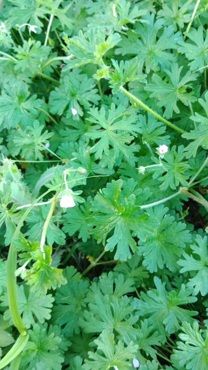 Australasian Geranium photo 5