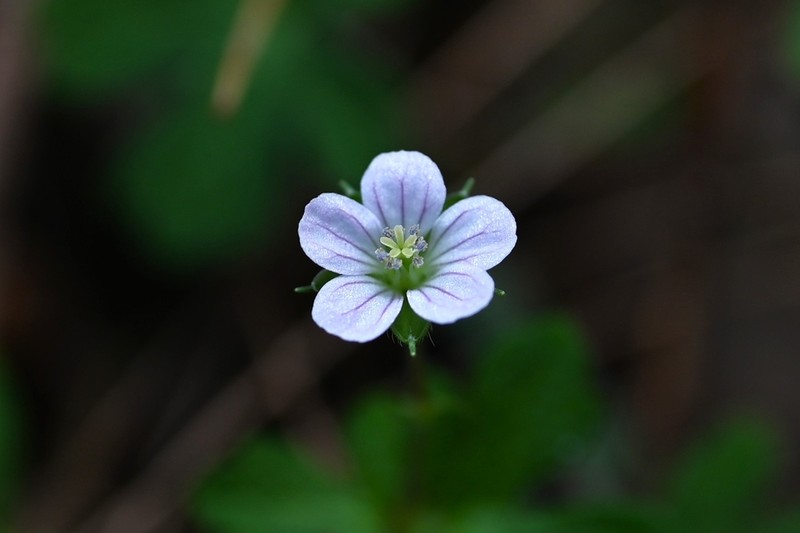 Australasian Geranium photo 6