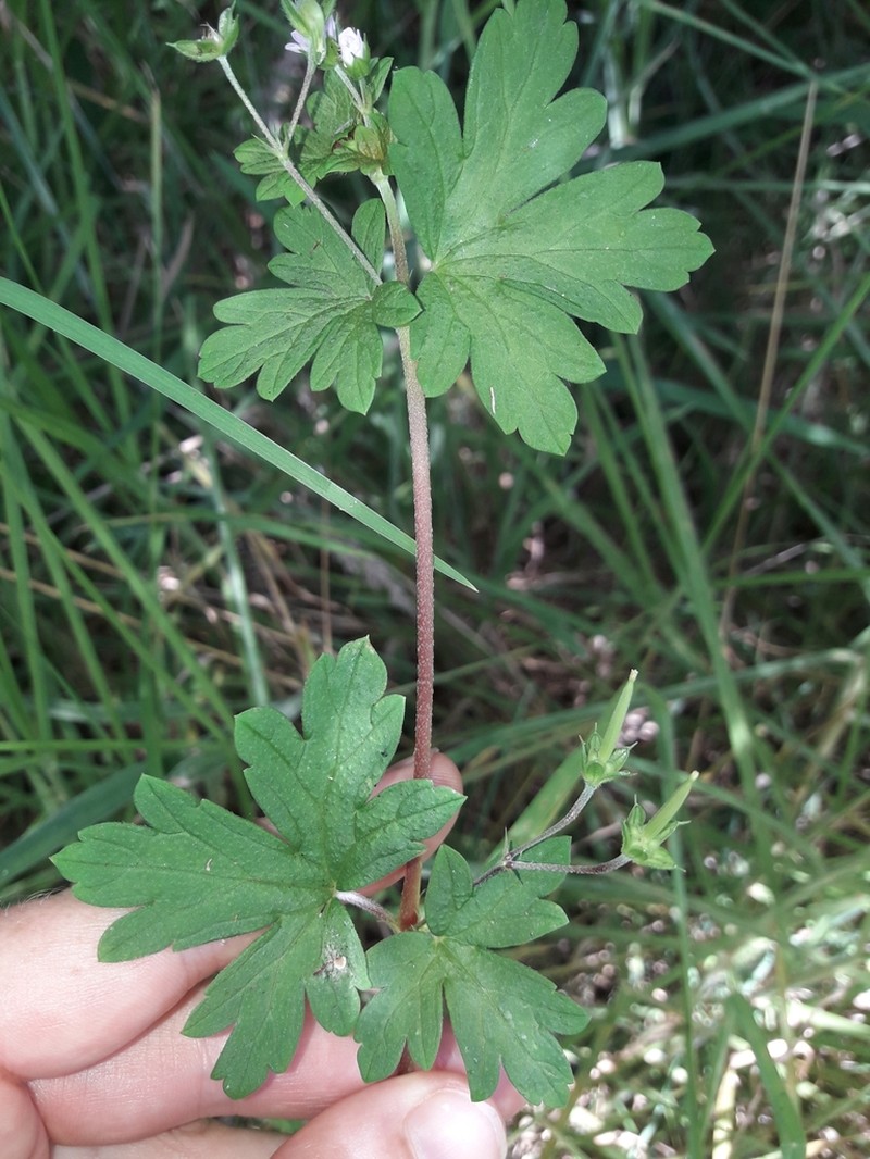 Australasian Geranium photo 7