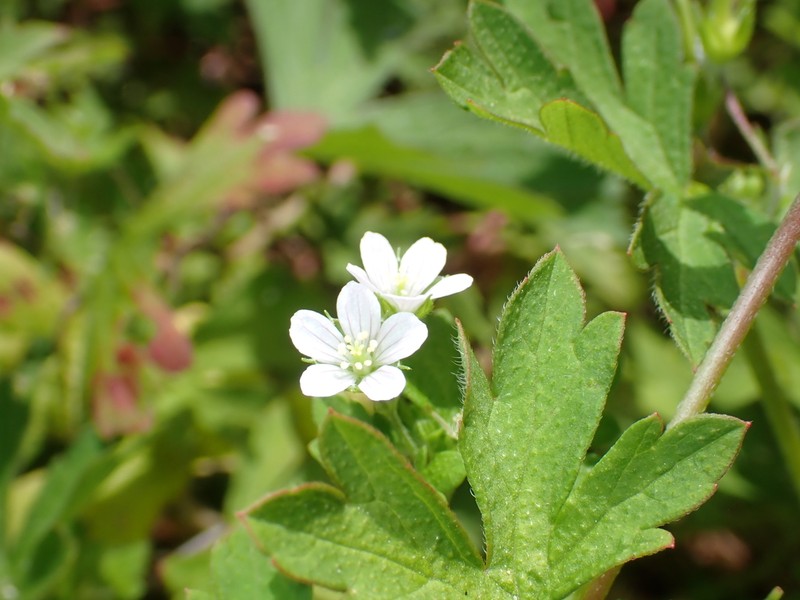 Australasian Geranium photo 8