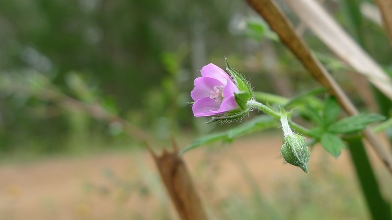 Australasian Geranium photo 2
