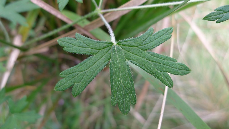 Australasian Geranium photo 3