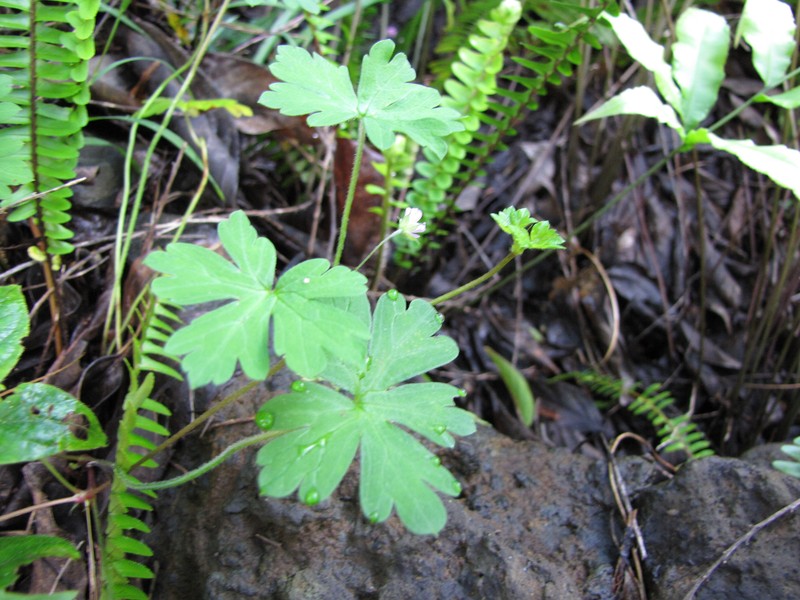Australasian Geranium photo 4