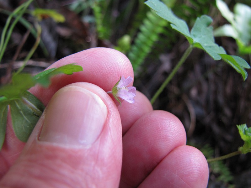 Australasian Geranium photo 5