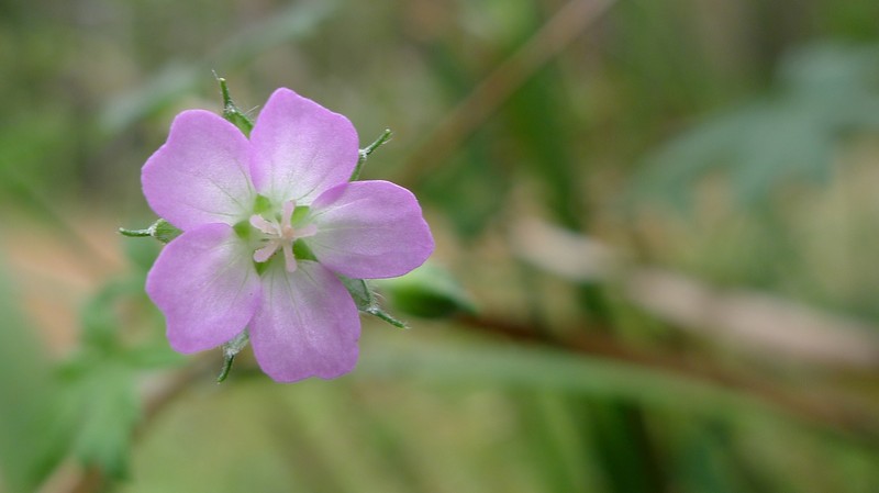 Australasian Geranium photo 6