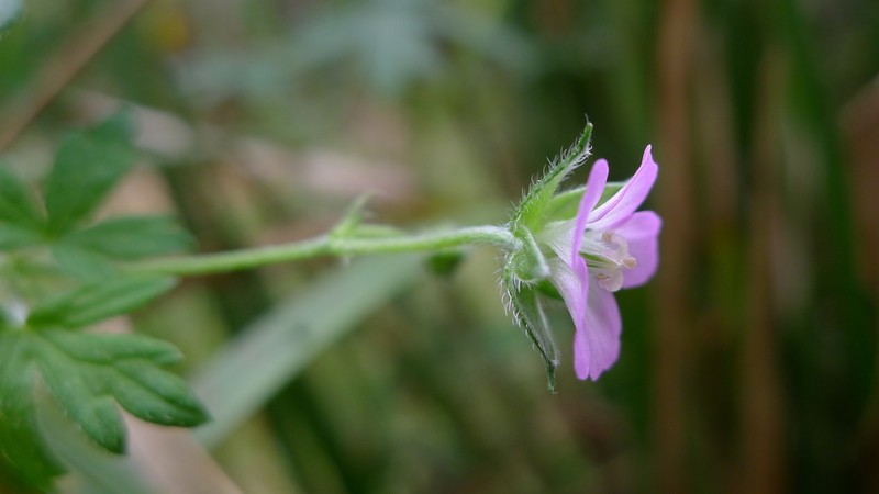 Australasian Geranium photo 7