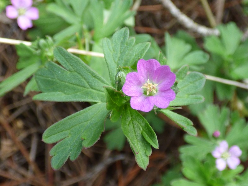 Australasian Geranium