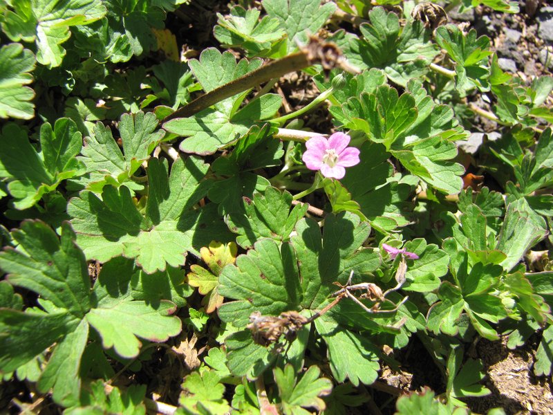Australasian Geranium photo 8