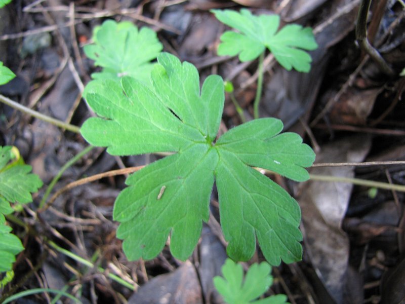 Australasian Geranium photo 9