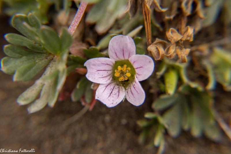 Geranium humboldtii