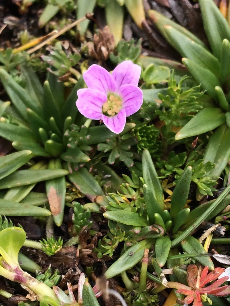 Geranium humboldtii photo 2