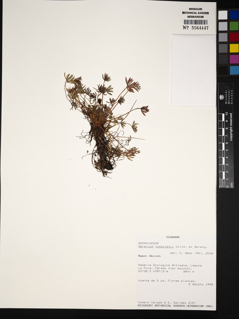 Geranium humboldtii photo 3