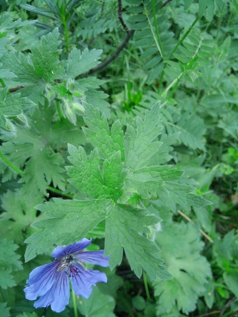Iberian Geranium photo 3