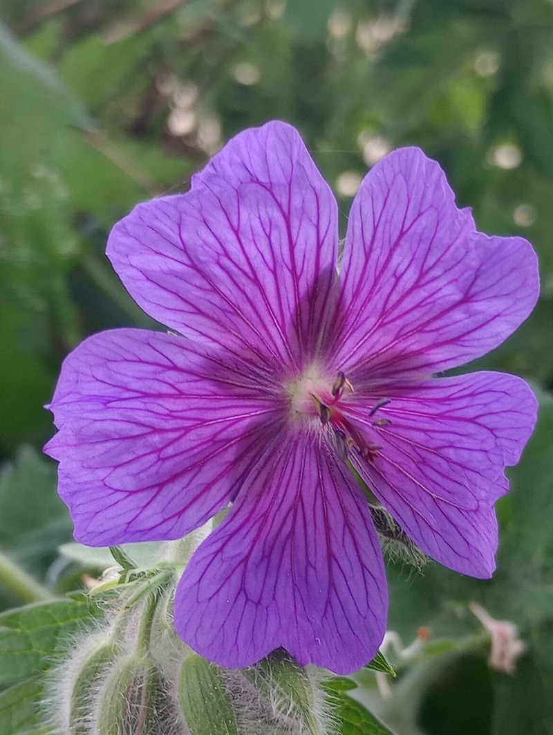 Iberian Geranium photo 4
