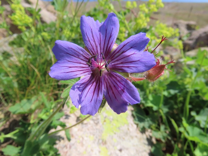 Iberian Geranium photo 5