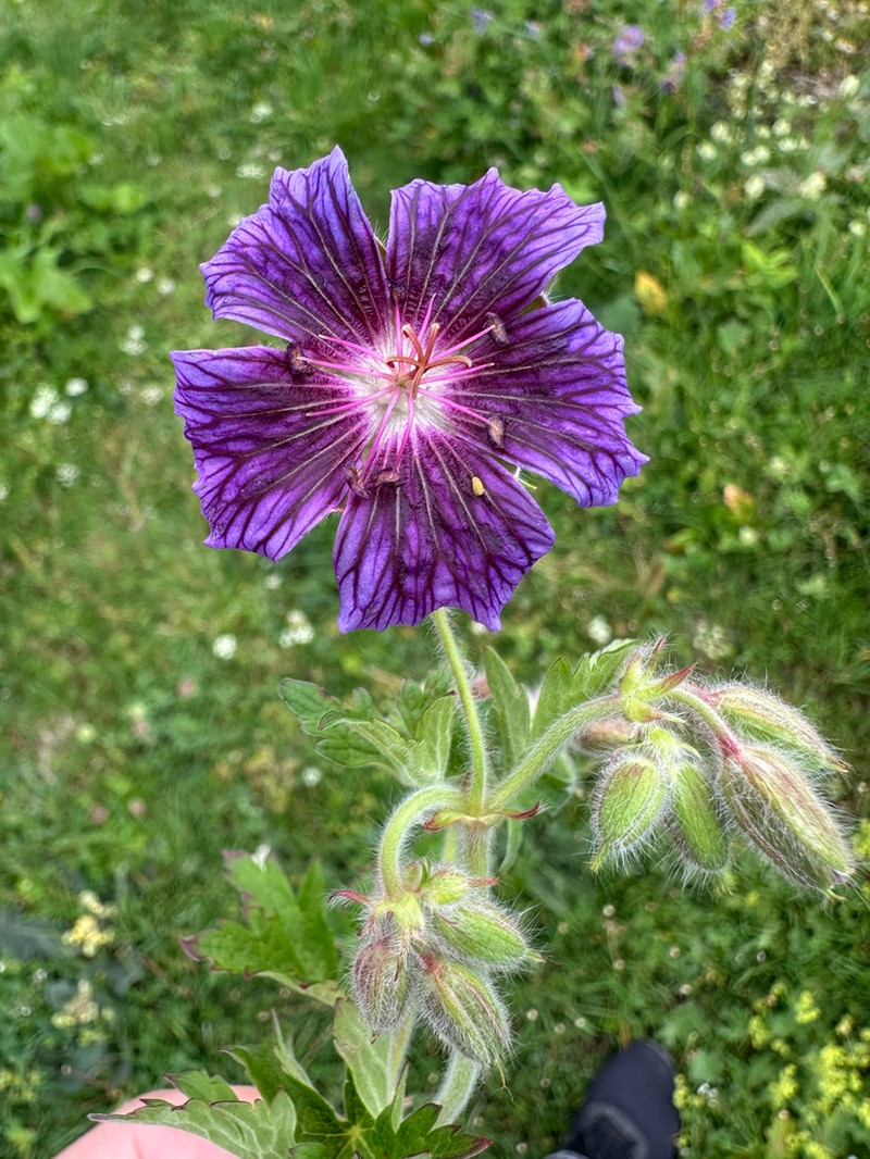 Iberian Geranium photo 6