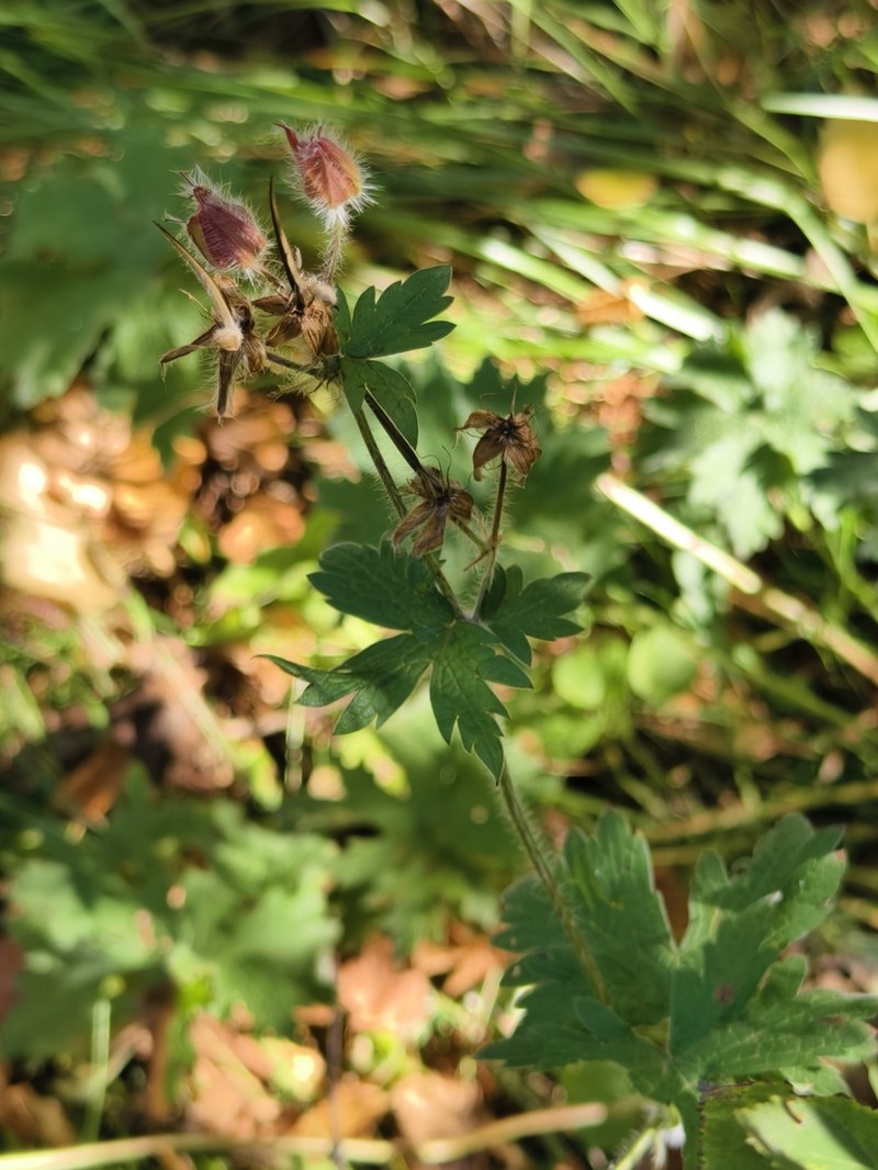 Iberian Geranium photo 7