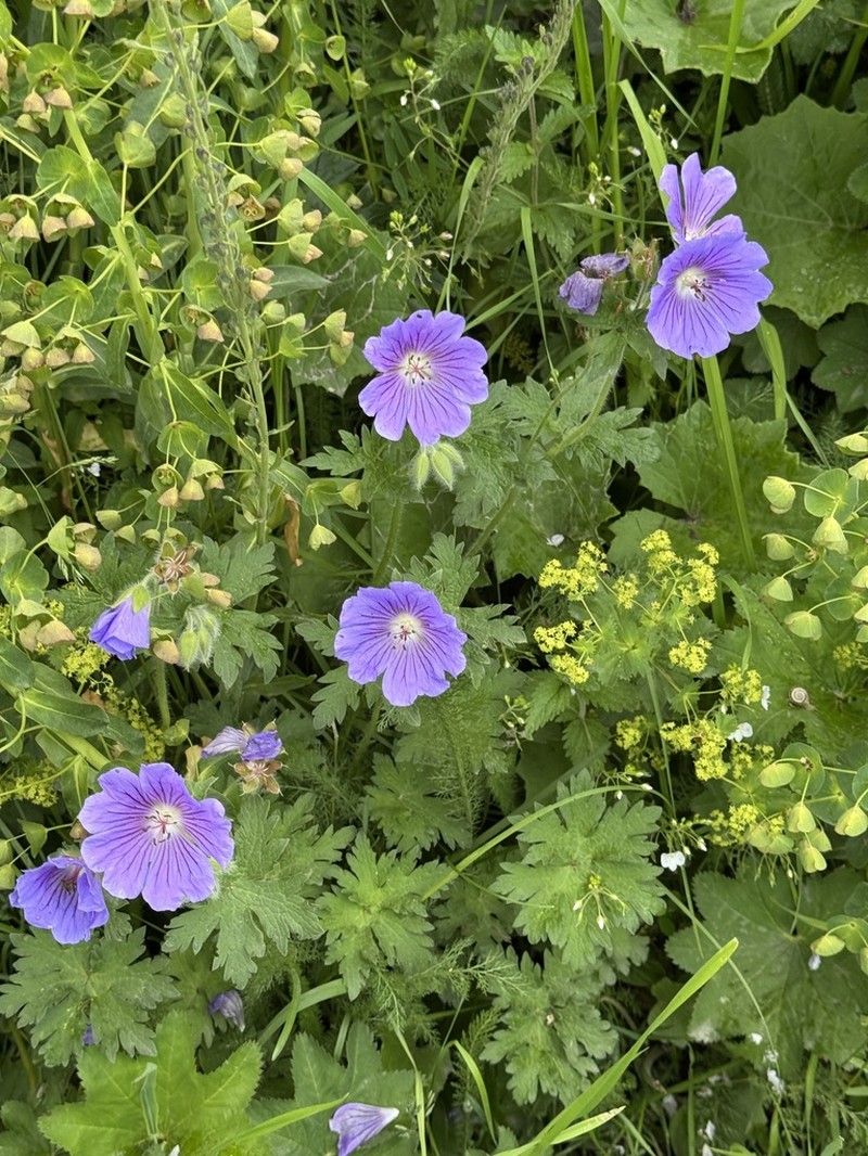 Iberian Geranium photo 8
