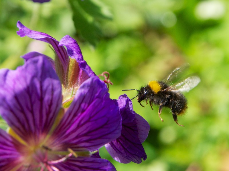 Iberian Geranium photo 4