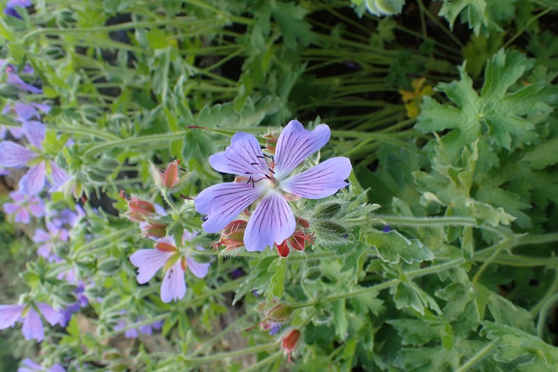 Iberian Geranium photo 2