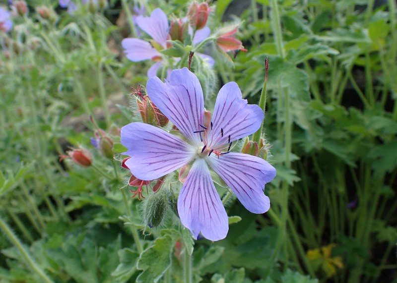 Iberian Geranium photo 3