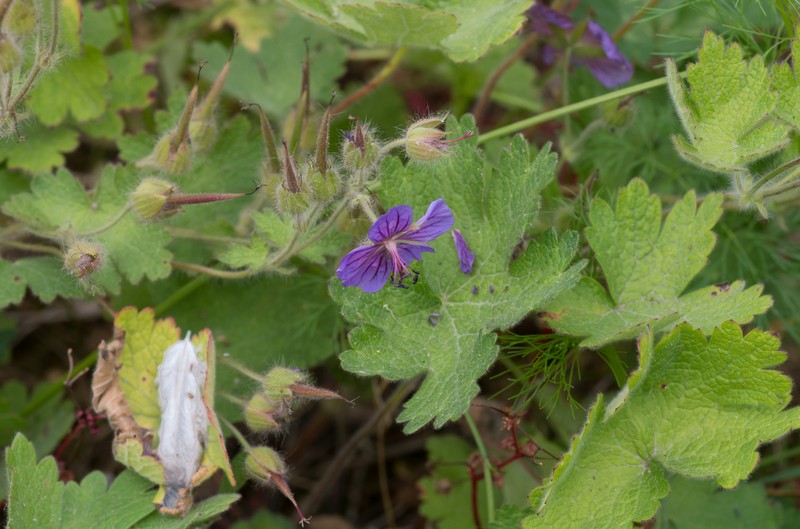 Iberian Geranium