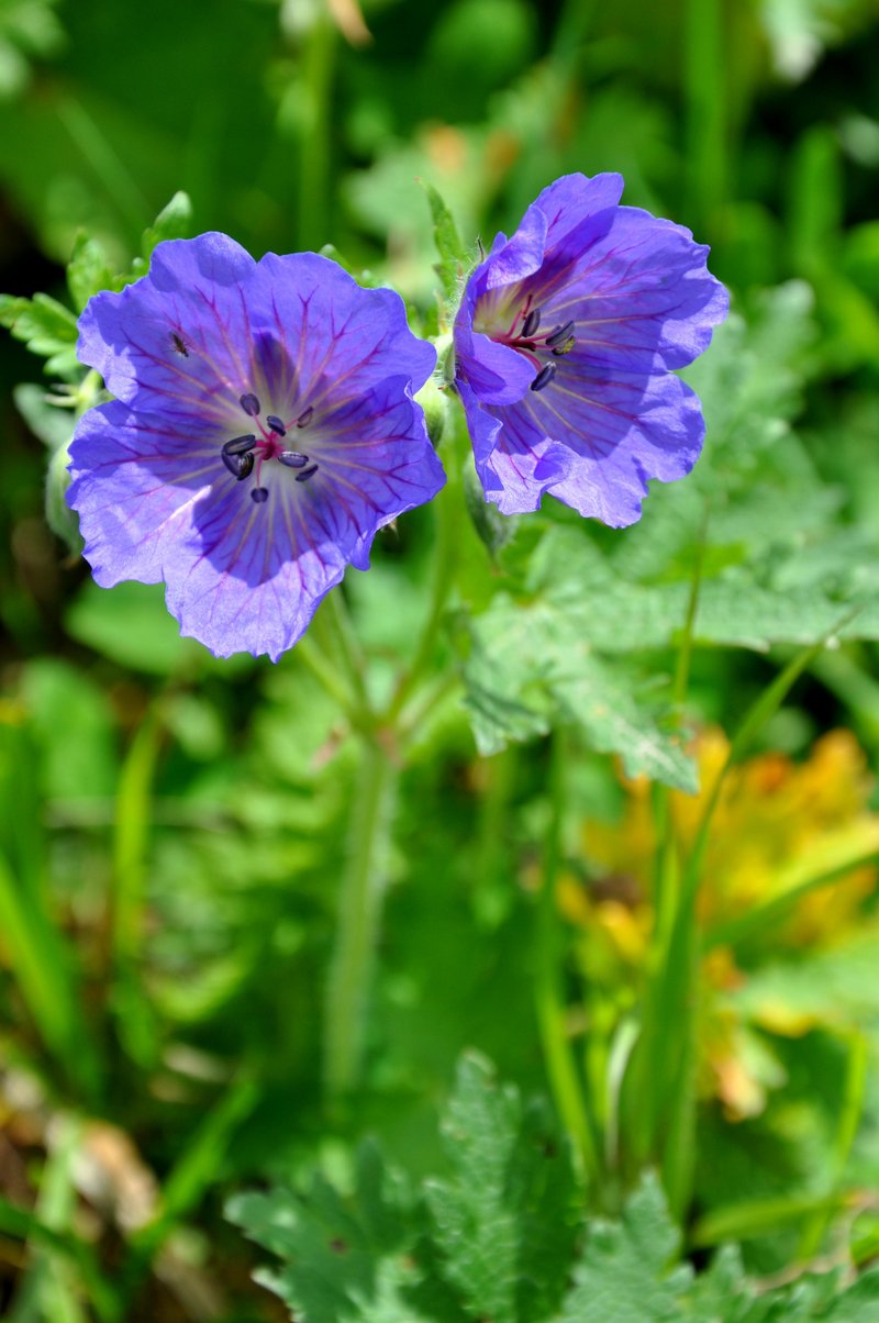 Iberian Geranium photo 6