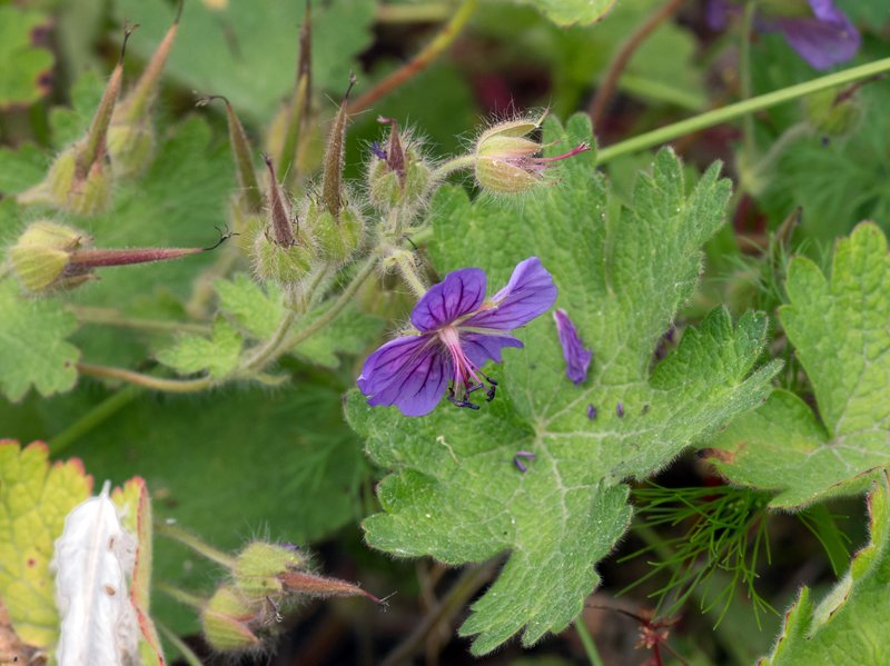 Iberian Geranium photo 7