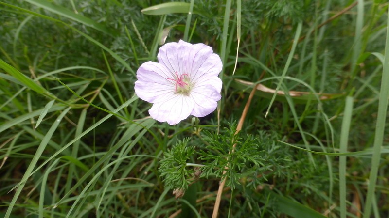 Geranium incanum